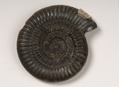 Ammonite fossile identifiée comme Dactylioceras sp., environ 190 millions d